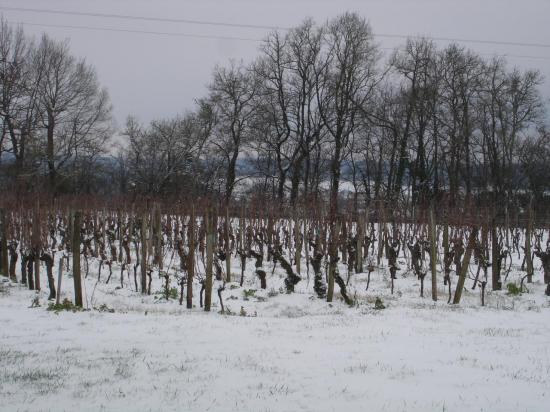 les vignes sous la neige